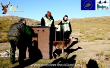 "Un cerf pour deux îles" : Un troisième lâcher en Alta Rocca