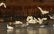 Influenza aviaire : Bastia présente un risque élevé