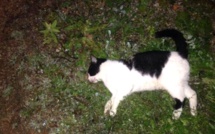 Chats et chiens empoisonnés à Calvi !