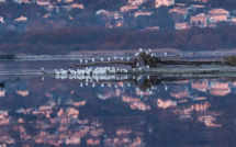 Sur l'étang de Biguglia partiellement gelé...