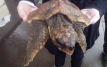 Belle chaîne de solidarité pour sauver une tortue marine en difficulté à L'Ile-Rousse