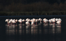 Les Flamants roses à l'Etang de Biguglia : Un spectacle sans cesse renouvelé