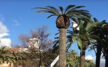 Lutte contre le charançon rouge  des palmiers : Le marché central d'Ajaccio fermé lundi et mardi
