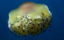 Bastia : A la rencontre de la méduse "œuf au plat"