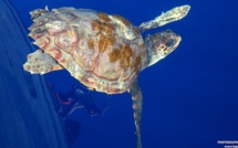 Bastia : Le pêcheur récupère deux tortues marines blessées