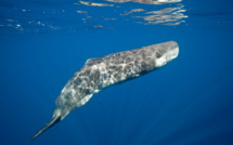 Pollution plastique et collisions avec les navires : Les cétacés en danger en Méditerranée