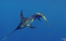 L'Espadon corse dans des "eaux exceptionnelles qu'il faut absolument protéger" 