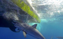 Rencontre inédite avec un requin mako devant Bastia…