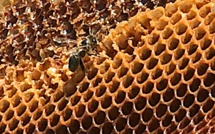 Miel de Corse :  Un début de saison qui redonne le sourire aux apiculteurs