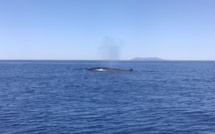 Erbalonga : Des baleines avec l'île de Capraja en toile de fond