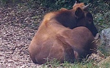 Sécheresse : Difficulté d’abreuvement du bétail en Corse-du-Sud