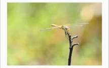 Bastia : Farfalle è Filangrocche di Corsica di a Serra di Pignu
