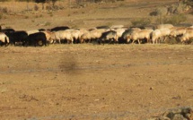 Sécheresse : Les agriculteurs sur le pied de guerre réclament des mesures d’urgence pour irriguer leurs cultures