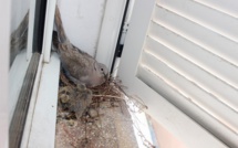 Une tourterelle donne naissance à des petits à la...  Casa cumuna de Calvi !