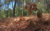 Sécheresse : Les mesures complémentaires de restriction d’usage de l’eau en Corse-du-Sud