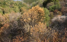 Météo : Une sécheresse sans précédent en Corse. Le record de 2003 battu !