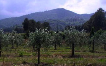 San Giuliano : Livraison prochaine des premiers plants d'oliviers 100 % corses