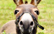 La Journée du cheval et de l'âne à l'hippodrome de Casatorra