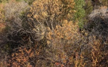 Sécheresse : La FDSEA de Haute-Corse s’inquiète de l’absence concrète de réaction de l’Etat