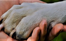 A la découverte de la médiation animale en Corse