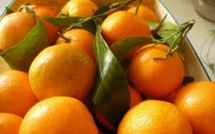 Les clémentines de l'espoir avec le Rotary Club Calvi-Balagne