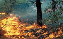 Corse : « Des yeux contre les feux », le groupe solidaire