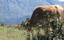 Agrobiodiversité animale : A "Moresca" des points communs avec la vache de l'Atlas marocain !