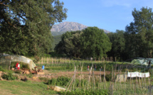 Agriculture Corse :  Les surfaces peu productives ne pourraient plus être primées par la PAC