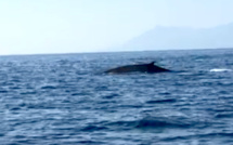 Rorqual commun au large de Bastia
