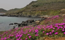 La photo du jour : Le Printemps de La Parata