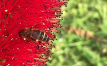 20 mai : Une journée mondiale d’action pour sauver les abeilles et l’humanité !