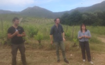 ​A Patrimonio, on fête le bio