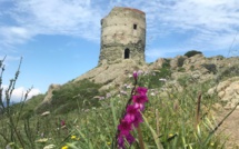 La photo du jour :  La tour d'Agnellu dans un maquis en fleurs