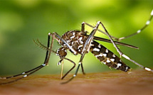 Suspicion  d'un cas de Dengue, Zika, ou Chikungunya en Corse-du-Sud 