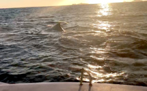 Golfe d'Ajaccio : Rencontre avec une baleine…