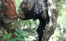 La photo du jour : Les châtaigniers tourmentés de Castagniccia