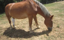 Appel au secours pour Jo !