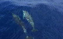 Le ballet des dauphins entre Calvi et Scandola