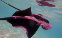 Attention aux raies pastenagues violettes entre le Valinco et la rive Sud d'Ajaccio