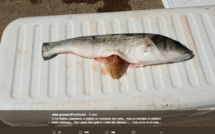 Un gobelet en plastique dans l'estomac d'un poisson à l'embouchure du Golu : Faut-il s'en étonner ?
