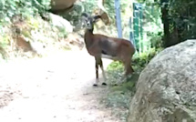 Forêt de Bonifatu : Emouvante rencontre avec un mouflon