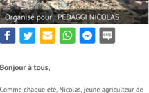 Une cagnotte en ligne pour reconstituer un troupeau de brebis en partie foudroyé dans le Niolu