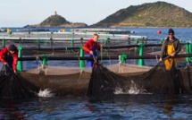 Europe : De nouvelles mesures pour la pêche et le secteur maritime face aux nouveaux enjeux ?