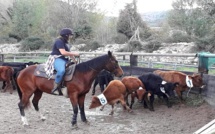 Bientôt le retour des journées tri du bétail au Ranch de Sagone
