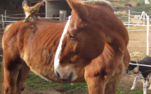 Ajaccio : Une nouvelle vie pour Jo…