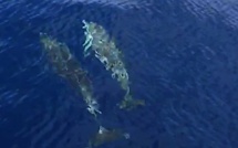 Méditerranée : De plus en plus de pollution et de yachts, de moins en moins de cétacés 