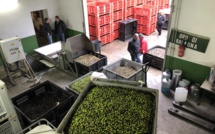 Coopérative oléicole de Balagne : La saison a démarré sur les chapeaux de roues !