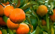 Les clémentines de l'espoir demain en Balagne avec le Rotary