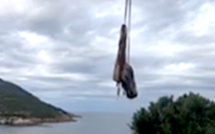 Galeria : La carcasse du cachalot échoué lundi a été retirée