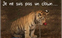 Le collectif "La Corse dit Stop aux cirques avec animaux" manifeste et se félicite…